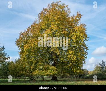 Eichen im Spätherbst im Hythe End in der Nähe von Runneymede, Großbritannien. Stockfoto