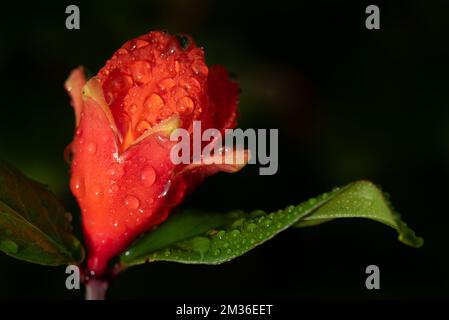 Nahaufnahme der Blüte eines Granatapfelbaums. Die Blume ist morgens mit Tautropfen bedeckt. Der Hintergrund ist dunkel. Stockfoto