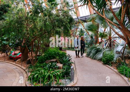 Der Sheffield Winter Garden ist eines der größten Glashäuser mit gemäßigten Temperaturen, die in den letzten hundert Jahren in Großbritannien gebaut wurden, und das größte städtische Glassho Stockfoto