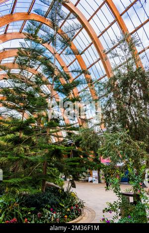 Der Sheffield Winter Garden ist eines der größten Glashäuser mit gemäßigten Temperaturen, die in den letzten hundert Jahren in Großbritannien gebaut wurden, und das größte städtische Glassho Stockfoto