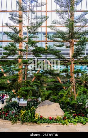 Zwei Exemplare von Norfolk Island Kiefern neben einem Felsen mit der eingravierten Legende „Wintergarten eröffnet von Ihrer Majestät der Königin, in Begleitung des Herzog o Stockfoto