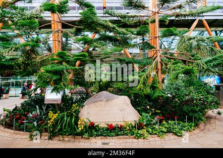 Zwei Exemplare von Norfolk Island Kiefern neben einem Felsen mit der eingravierten Legende „Wintergarten eröffnet von Ihrer Majestät der Königin, in Begleitung des Herzog o Stockfoto