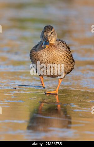 Weibliche Stockenten, die auf Eis auf dem Cemetery Lake, Southampton Common, Hampshire, Großbritannien wandern Stockfoto