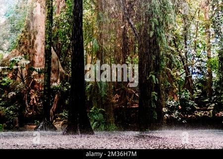 Sturm in einem tropischen Dschungelwald. Stockfoto
