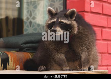 Süßer, neugieriger Waschbär mit schlauen Augen. Gerissener, lustiger Waschbär. Nahaufnahme Stockfoto