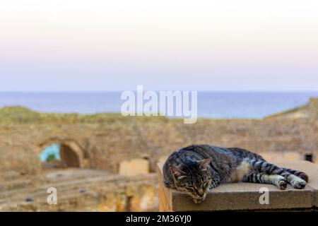 Katze schläft im Amphitheater der römischen Ruinen von Tarragona bei Sonnenuntergang in Katalonien Spanien Stockfoto