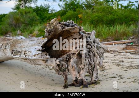 A large driftwood on the sandy Connecticut shoreline with green trees in the blurred background Stock Photo