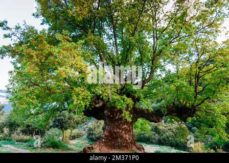 Naturdenkmal Quejigo del Amo oder del Carbón. Das Erscheinungsbild und die Struktur, die es zeigt, sind das Ergebnis des Prozesses der Herstellung von Holzkohle, zu der es gehört Stockfoto