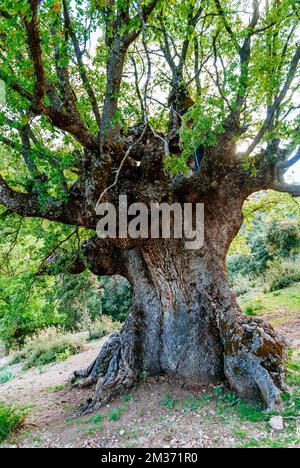 Naturdenkmal Quejigo del Amo oder del Carbón. Das Erscheinungsbild und die Struktur, die es zeigt, sind das Ergebnis des Prozesses der Herstellung von Holzkohle, zu der es gehört Stockfoto