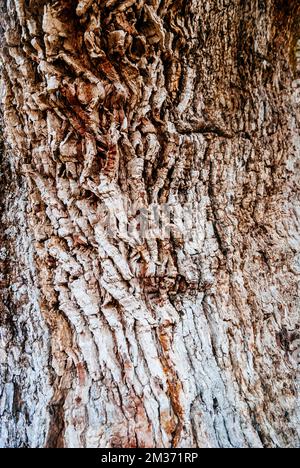 Detail der Rinde des Baumstamms. Naturdenkmal Quejigo del Amo oder del Carbón. Das Erscheinungsbild und die Struktur, die angezeigt werden, sind das Ergebnis der Stockfoto