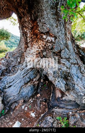 Detail der Rinde des Baumstamms. Naturdenkmal Quejigo del Amo oder del Carbón. Das Erscheinungsbild und die Struktur, die angezeigt werden, sind das Ergebnis der Stockfoto