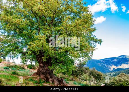 Naturdenkmal Quejigo del Amo oder del Carbón. Das Erscheinungsbild und die Struktur, die es zeigt, sind das Ergebnis des Prozesses der Herstellung von Holzkohle, zu der es gehört Stockfoto