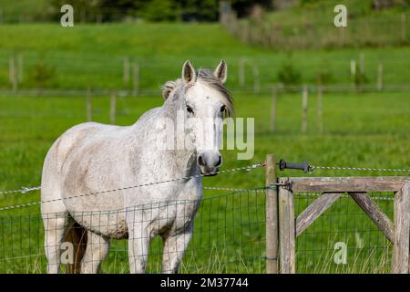 Pferd steht auf Weide, mit Elektrozäunen, grünem Gras und weißem Tier. Stockfoto