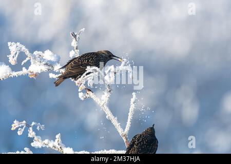 Kleine Gartenvögel auf frostigen Schneezweigen, die Beeren essen. Starling mit gelber Beere im Schnabel und Schnee, der vom Ast fällt. Lancashire United Stockfoto