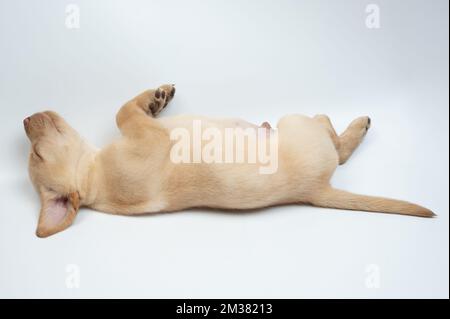 Voll eingeschlafenes labrador Jungtier mit Seitenblick isoliert im Studiohintergrund Stockfoto