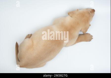 Labrador Junges liegt isoliert auf weißem Studiohintergrund Stockfoto