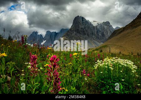 Wildblumen blühen am Rockwall Trail Stockfoto