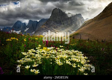 Wildblumen blühen am Rockwall Trail Stockfoto