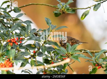 Ein Rotflügel, Turdus iliacus, der Holly-Beeren in Ambleside, Lake District, Großbritannien, frisst. Stockfoto