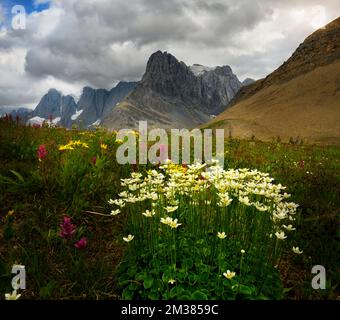 Wildblumen blühen am Rockwall Trail Stockfoto