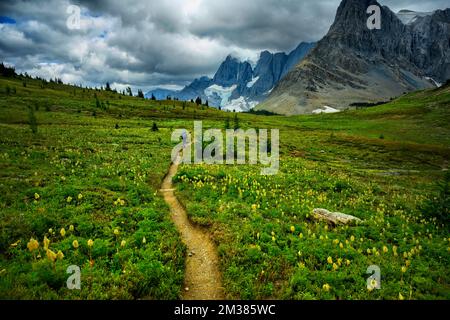 Wildblumen blühen am Rockwall Trail Stockfoto