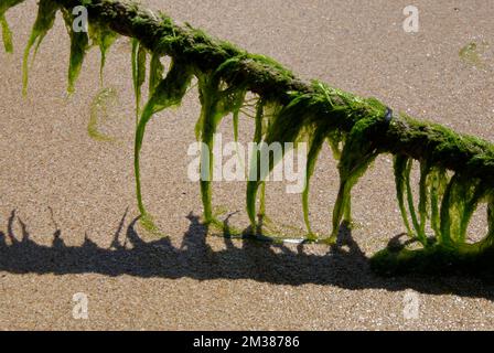 Seetang an einem Seil Stockfoto