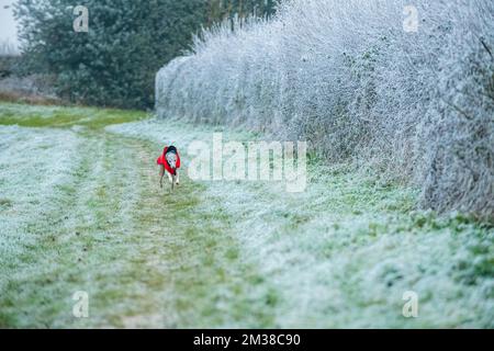 Whippet Hund trägt eine rote Winterjacke. Stockfoto