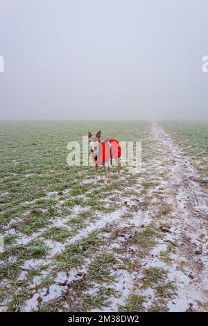 Whippet Hund trägt eine rote Winterjacke. Stockfoto