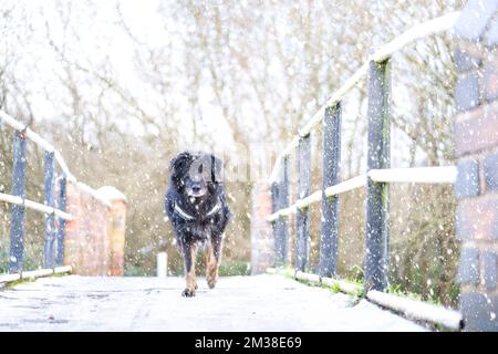 Vorderansicht eines Tierhundes (Border Collie Cross) im Freien im herabfallenden Schnee, der auf einer britischen Kanalbrücke vorwärts läuft und in die Kamera starrt. Stockfoto