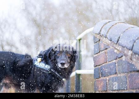 Nahaufnahme eines Hundes mit Geschirr (Border Collie Cross), isoliert im Freien in herabfallendem Schnee, stehen auf der britischen Kanalbrücke und starren in die Kamera. Stockfoto