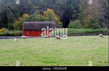 Kennixton rot lackiertes, reetgedecktes Bauernhaus und Schafe auf der Weide, Saint Fagans Natioal Museum of History, Cardiff. , Oktober / November 2022 Stockfoto