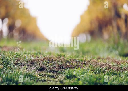 Hintergrund der Weinberge für die Weinherstellung. Wunderschöne Landschaft in den Weinbergen des österreichischen Weinviertels. Stockfoto