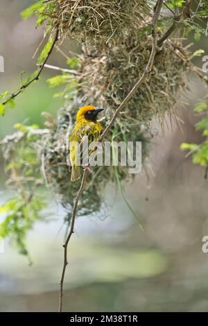 Spekes Weber (Ploceus spekei), männlich außerhalb des Nestes, versucht, ein Weibchen anzuziehen Stockfoto