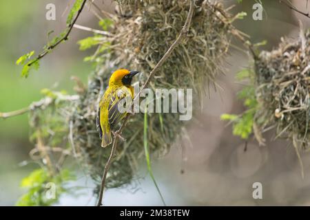 Spekes Weber (Ploceus spekei), männlich außerhalb des Nestes, versucht, ein Weibchen anzuziehen Stockfoto