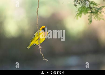 Spekesweber (Ploceus spekei), männlich Stockfoto