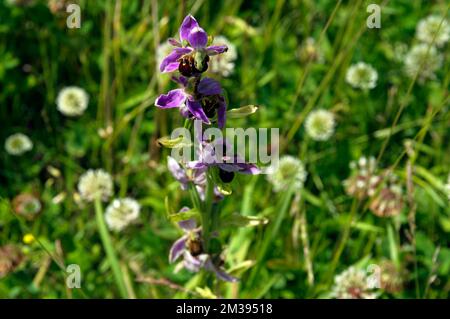 Bienenorchidee im Grünland. Blick auf die Bucht von Cardiff. Sommer. Vom Juni 2022 Stockfoto