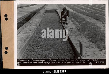 Hemlock seedlings, planted spring 1938, Belchertown Nursery, Belchertown, Mass., June 16, 1939 : Parcel no. 208-- , waterworks, reservoirs water distribution structures, forestry, nurseries horticulture Stock Photo