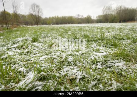 Abbildung zeigt den Schneefall im Naturschutzgebiet Bourgoyen in Gent, Belgien, Freitag, den 01. April 2022. Zuerst wird es im ganzen Land Schnee oder schmelzenden Schnee geben. Danach wird es aus dem Norden trockener, mit der Möglichkeit eines Winterschauers. Maximal -2 bis + 6 Grad und ein Wind, der gut spürbar ist. BELGA FOTO JAMES ARTHUR GEKIERE Stockfoto