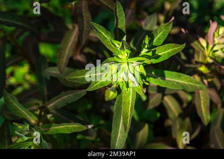 Sweet Spurge 'Chameleon', Euphorbia dulcis, blühend in Pruhonice, Tschechische Republik am 4. Mai 2022. (CTK Photo/Libor Sojka) Stockfoto