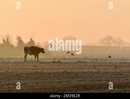 Kühe und Kälber auf einem Bauernfeld bei Sonnenaufgang. Norfolk, England Stockfoto