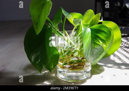 Stecklinge von Pothos-Blättern in klarem Glas des vermehrten Wassers Stockfoto
