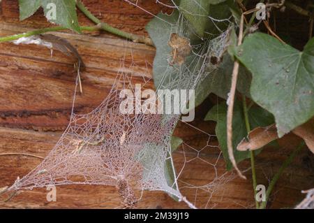 Gefrorenes Spinnennetz Stockfoto