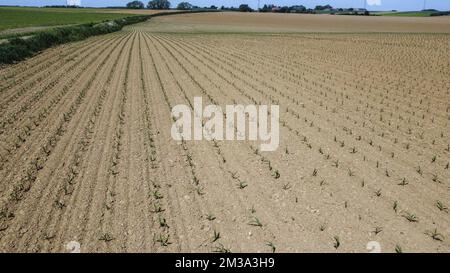 Drohnenbild aus der Luft zeigt droog veld Genappe, ein ausgetrocknetes Feld in der Region Genappe, da in Belgien am Sonntag, den 15. Mai 2022, nur sehr wenig Regen gefallen ist. BELGA FOTO NICOLAS MAETERLINCK Stockfoto