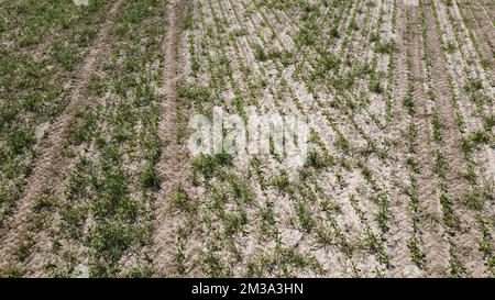 Drohnenbild aus der Luft zeigt droog veld Genappe, ein ausgetrocknetes Feld in der Region Genappe, da in Belgien am Sonntag, den 15. Mai 2022, nur sehr wenig Regen gefallen ist. BELGA FOTO NICOLAS MAETERLINCK Stockfoto