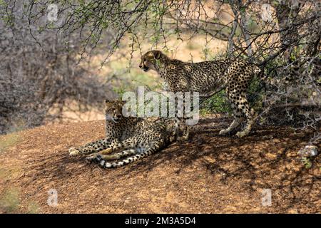 Two cheetahs alertly resting under a tree in Marataba, South Africa Stock Photo