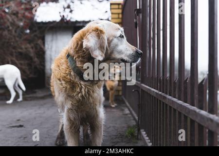 Hilfe für Tiere und ehrenamtliche Tätigkeiten. Ein alter, niedlicher, goldener Mix-Retriever, der seitwärts durch einen Metallzaun in einem privaten Hundeheim schaut. Porträt im Freien. Hochwertiges Foto Stockfoto