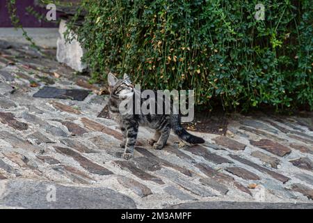 Porträt einer tabby-Katze, die draußen sitzt Stockfoto