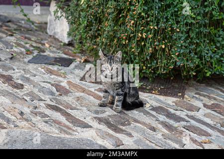 Porträt einer tabby-Katze, die draußen sitzt Stockfoto
