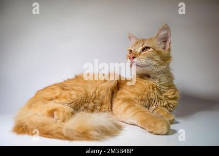 Gelbe Katze, die sich auf weißem Hintergrund des Fotostudios ausruht Stockfoto