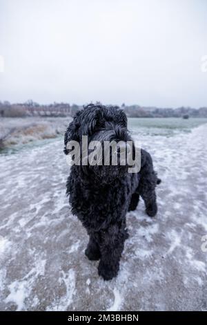 Chester, Großbritannien. 12.. Dezember 2022. Ein schwarzer russischer Terrier genießt das kalte Wetter in Chester, Großbritannien. Kredit: Simon Hyde/Alamy Live News. Stockfoto